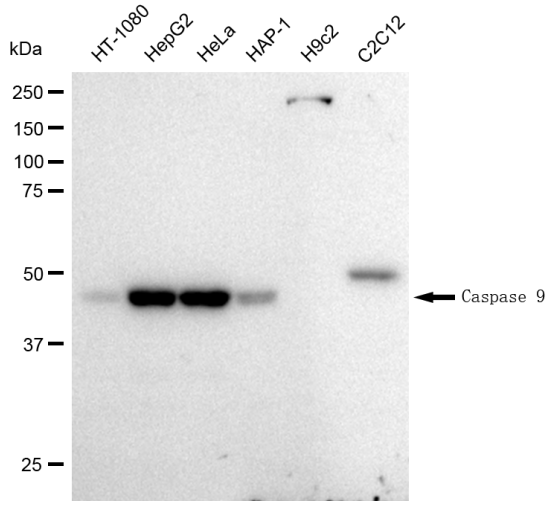 [KD Validated] Anti-CASP9 Rabbit mAb [87O85S28]