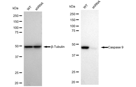 [KD Validated] Anti-CASP9 Rabbit mAb [87O85S28]