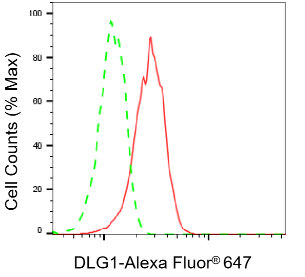 [KD Validated] Anti-DLG1 Rabbit mAb [62M03F75]