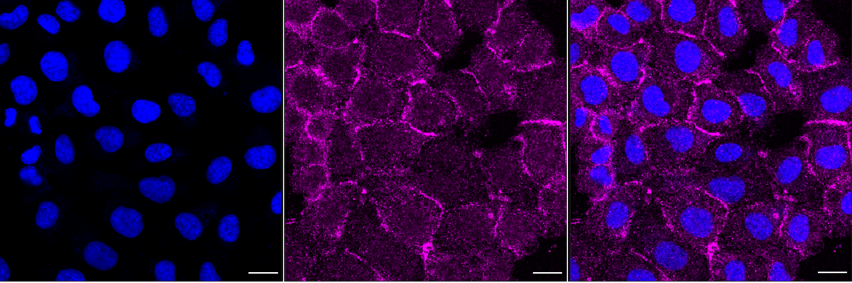 [KD Validated] Anti-DLG1 Rabbit mAb [62M03F75]