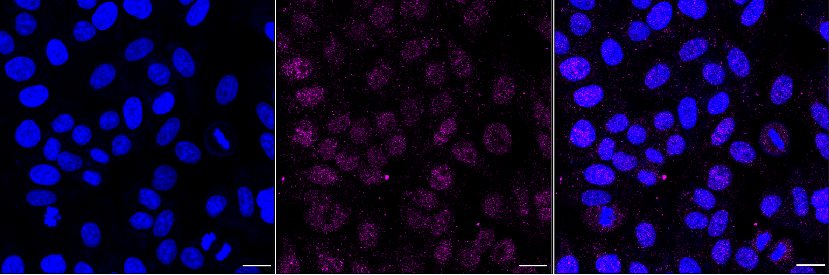 [KD Validated] Anti-RAD52 Rabbit mAb [54K91S53]