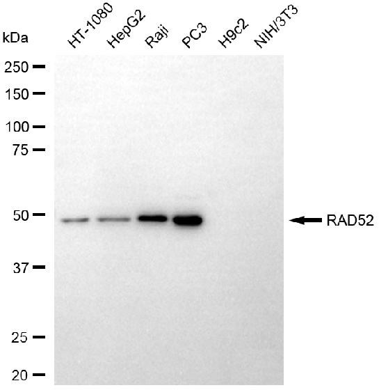 [KD Validated] Anti-RAD52 Rabbit mAb [54K91S53]