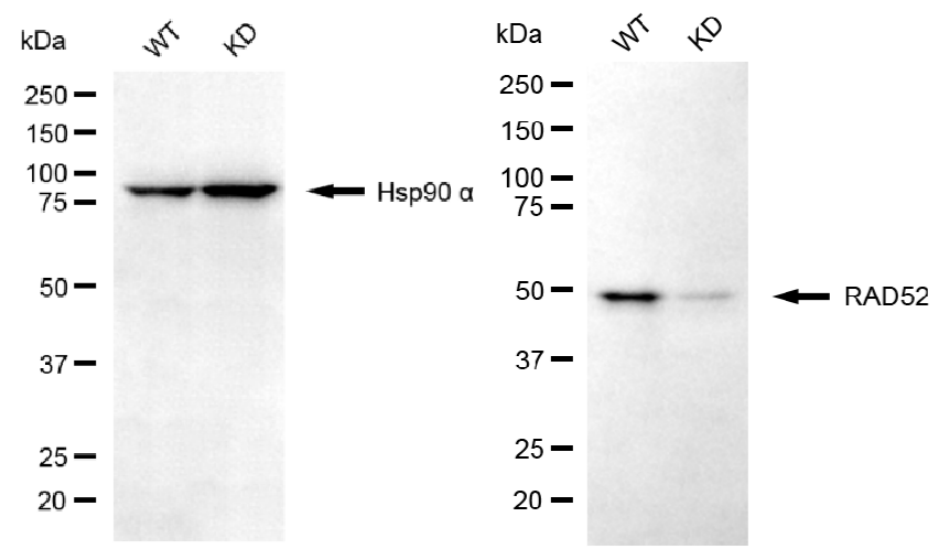 [KD Validated] Anti-RAD52 Rabbit mAb [54K91S53]