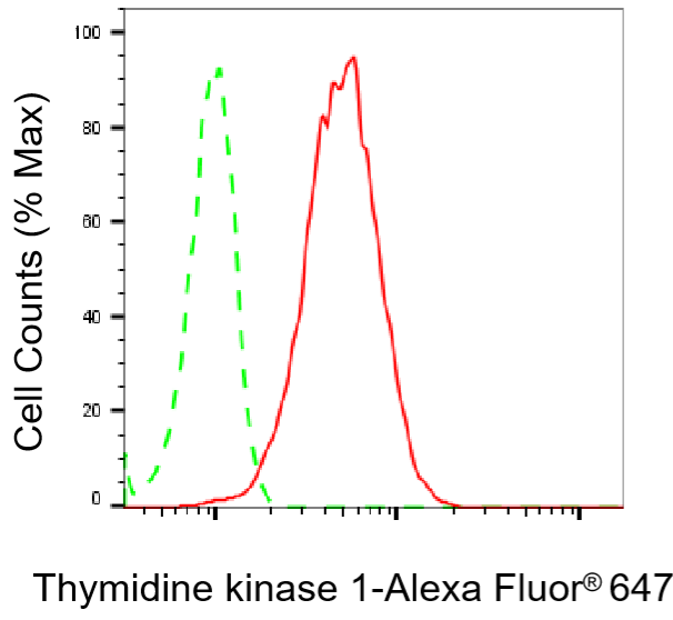 [KD Validated] Anti-TK1 Rabbit mAb [73L80R38]