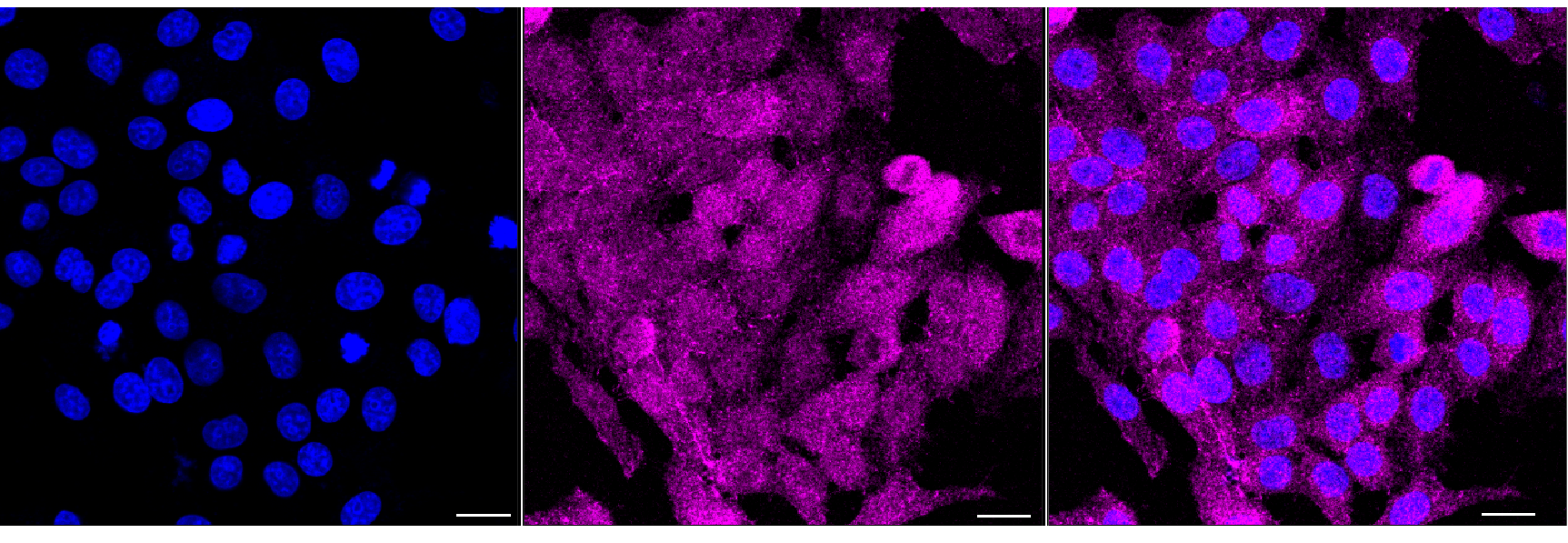 [KD Validated] Anti-TK1 Rabbit mAb [73L80R38]