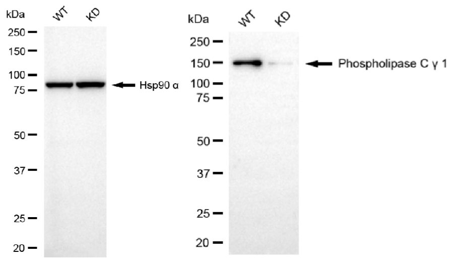[KD Validated] Anti-PLCG1 Rabbit mAb [72E48F92]