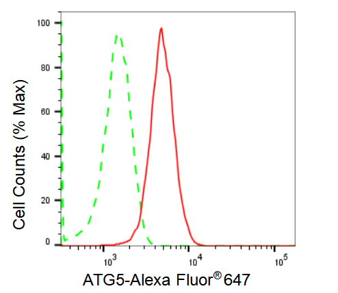 [KD Validated] Anti-ATG5 Rabbit mAb [90F85B61]
