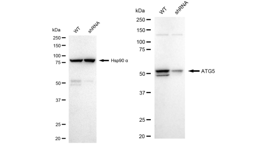 [KD Validated] Anti-ATG5 Rabbit mAb [90F85B61]
