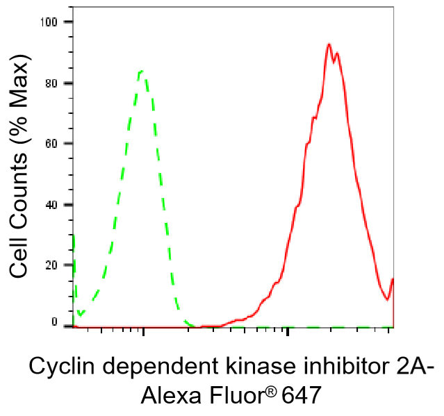 [KD Validated] Anti-CDKN2A Rabbit mAb [63N54O65]