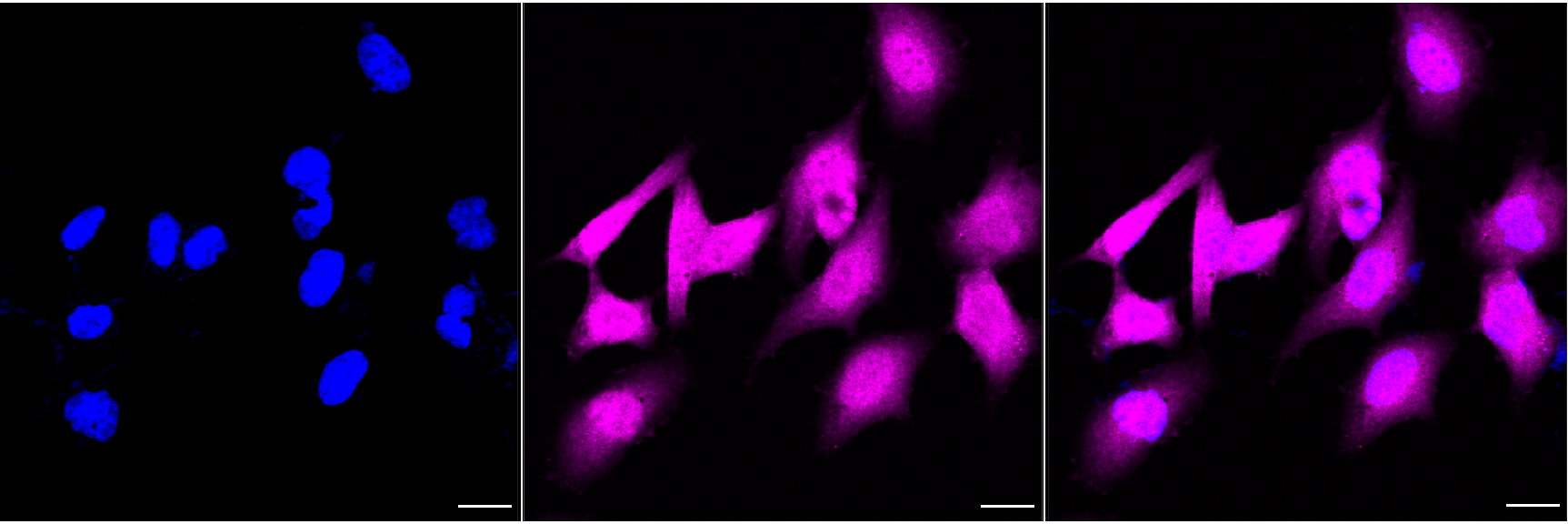 [KD Validated] Anti-CDKN2A Rabbit mAb [63N54O65]