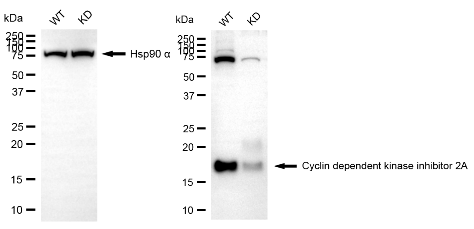[KD Validated] Anti-CDKN2A Rabbit mAb [63N54O65]
