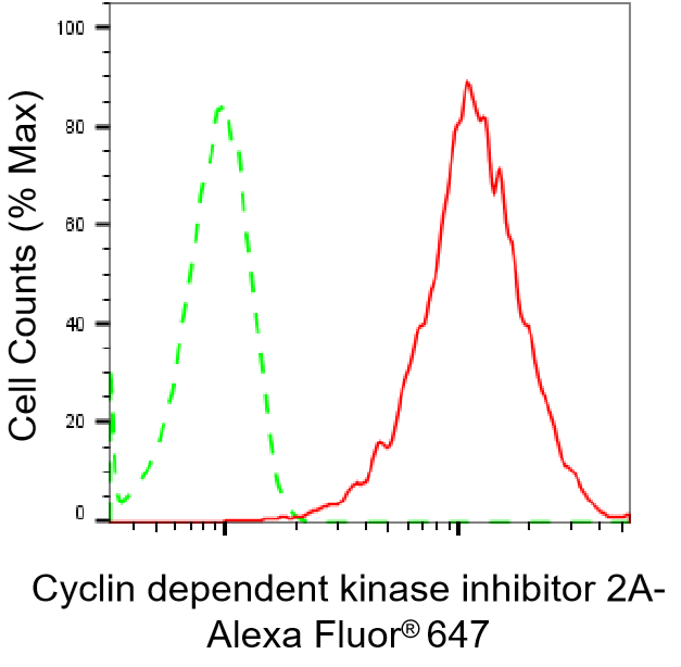 [KD Validated] Anti-CDKN2A Rabbit mAb [78G80F86]