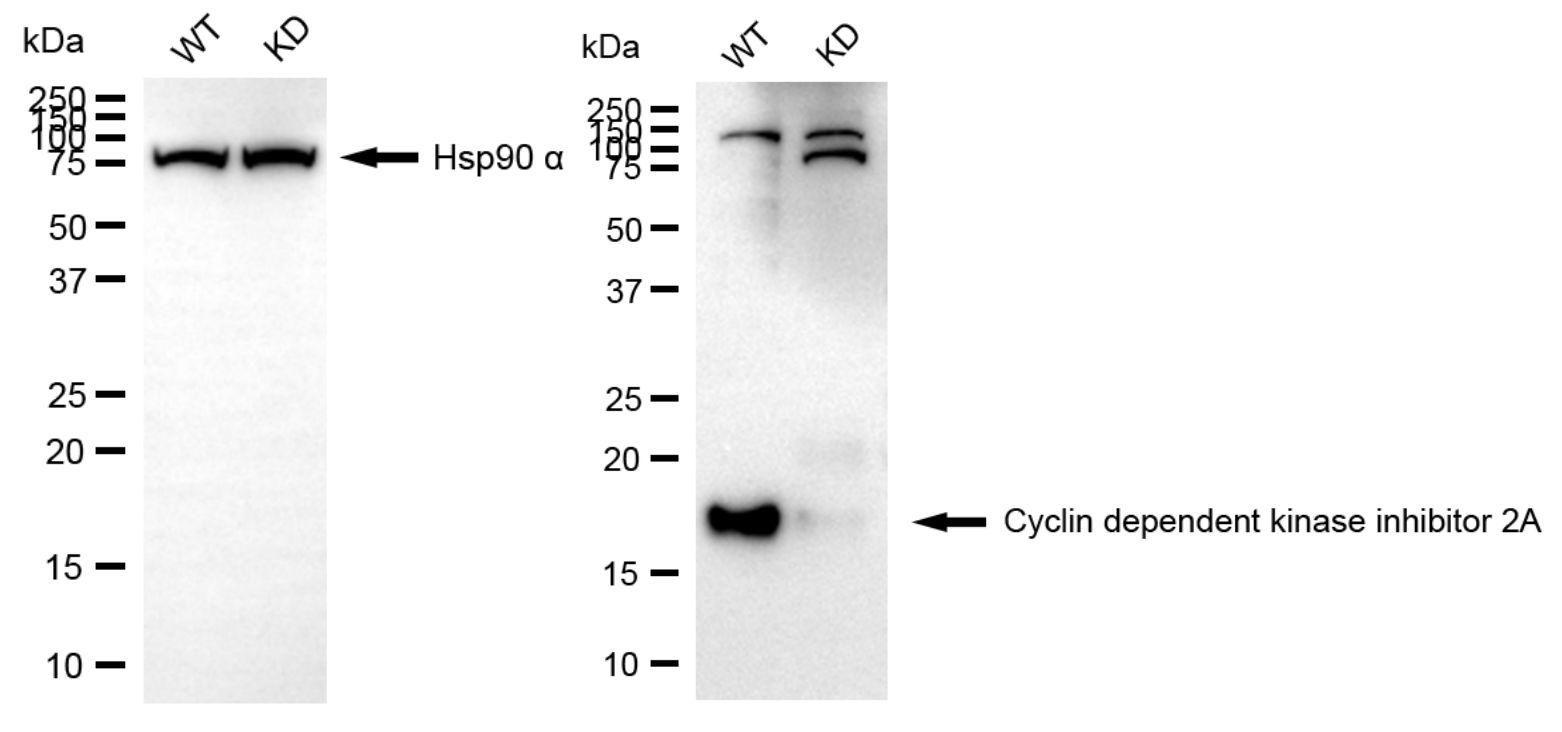 [KD Validated] Anti-CDKN2A Rabbit mAb [78G80F86]