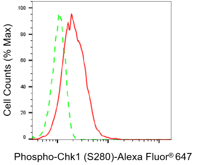 [KD Validated] Anti-Phospho-Chk1 (Ser280) Rabbit mAb [80J65H83]