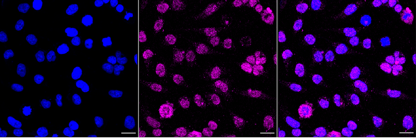 [KD Validated] Anti-Phospho-Chk1 (Ser280) Rabbit mAb [80J65H83]