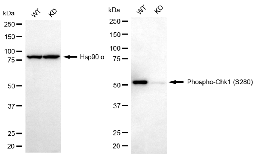 [KD Validated] Anti-Phospho-Chk1 (Ser280) Rabbit mAb [80J65H83]