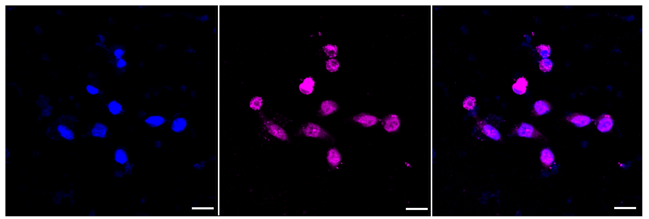 [KD Validated] Anti-RAD50 Rabbit mAb [76T27G62]