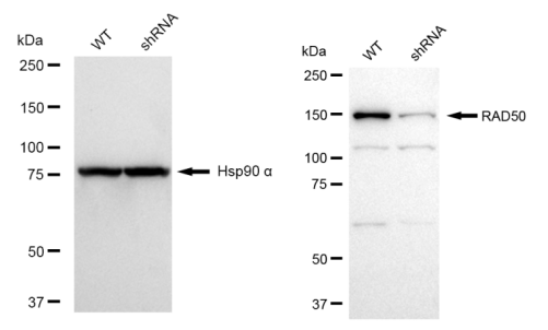 [KD Validated] Anti-RAD50 Rabbit mAb [76T27G62]