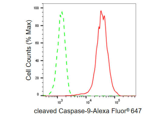 [KD Validated] Anti-CASP9 Rabbit mAb [87M79T98]