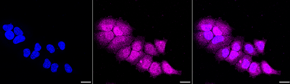 [KD Validated] Anti-CASP9 Rabbit mAb [87M79T98]