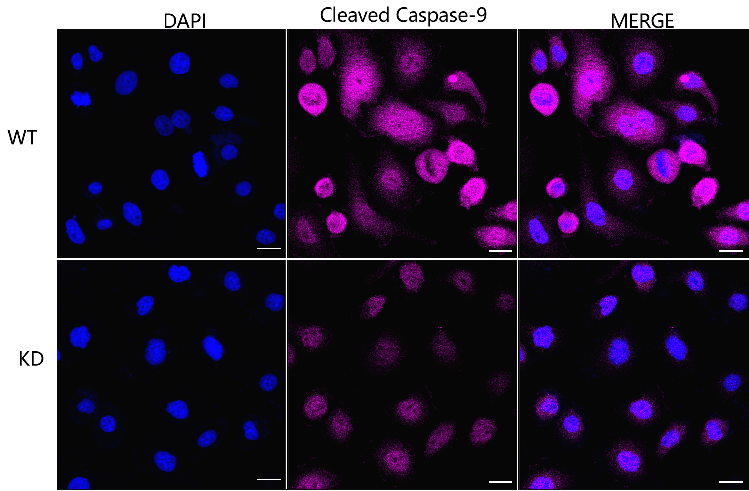 [KD Validated] Anti-CASP9 Rabbit mAb [87M79T98]