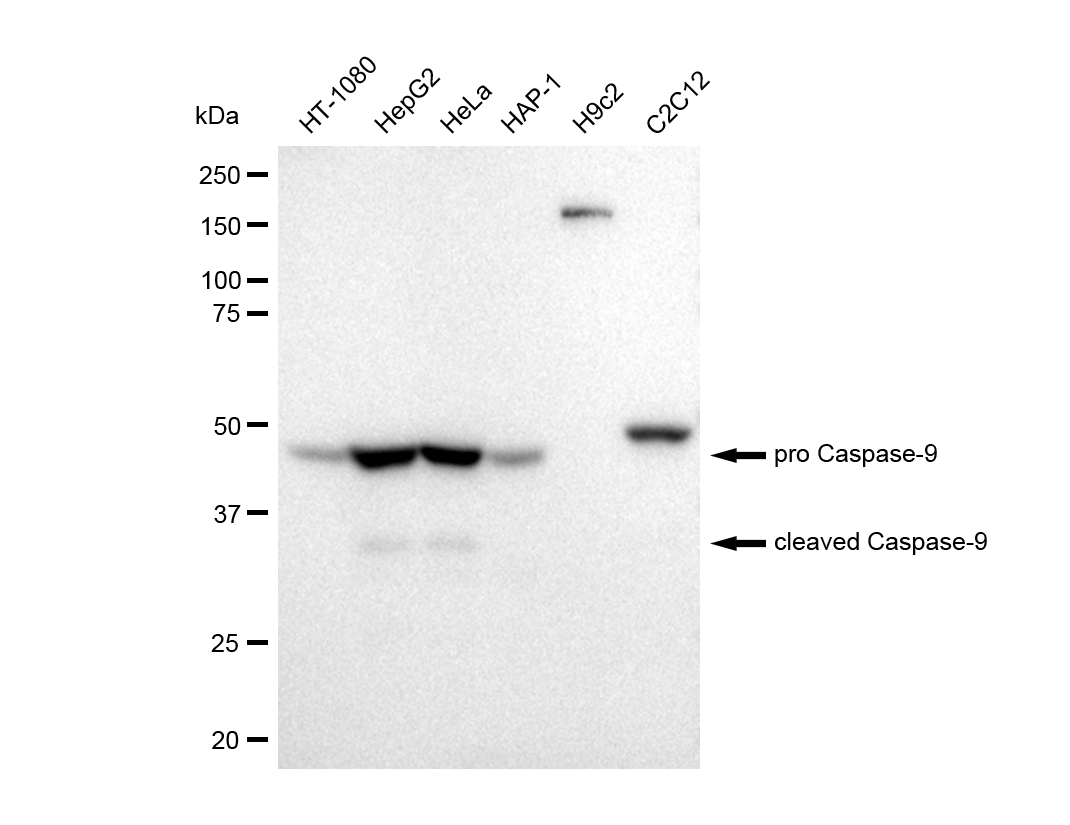 [KD Validated] Anti-CASP9 Rabbit mAb [87M79T98]