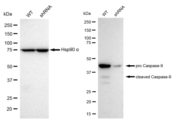 [KD Validated] Anti-CASP9 Rabbit mAb [87M79T98]