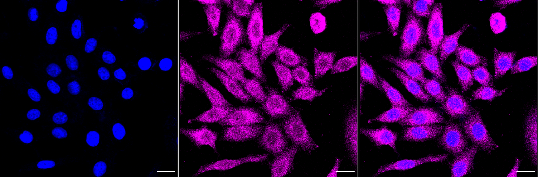 [KD Validated] Anti-VAV2 Rabbit mAb [14G78S30]