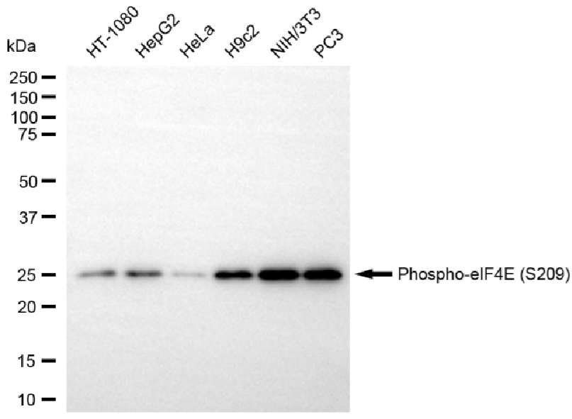 [KD Validated] Anti-EIF4E Rabbit mAb [66R90B82]