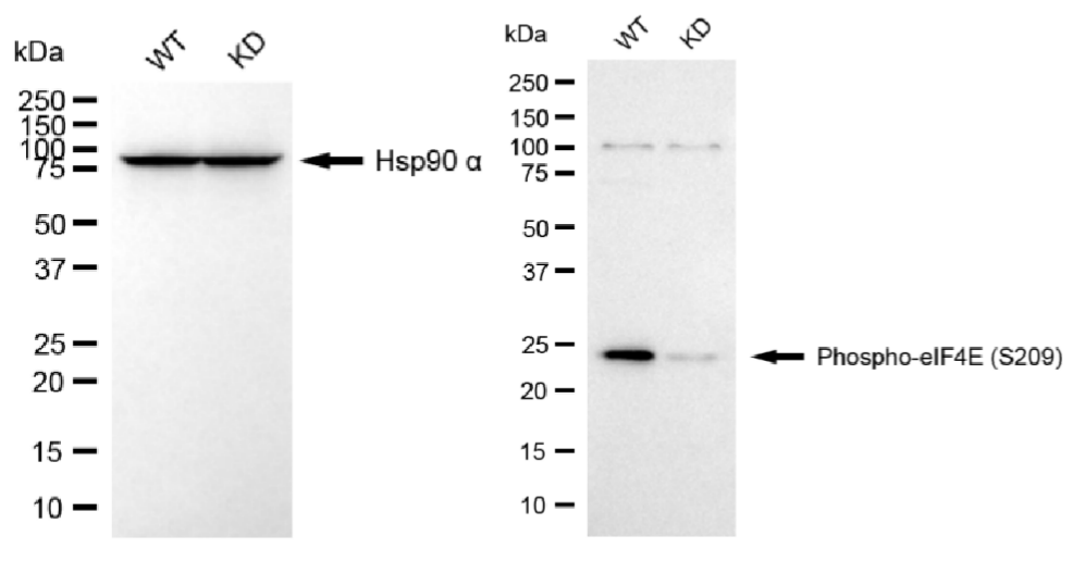 [KD Validated] Anti-EIF4E Rabbit mAb [66R90B82]