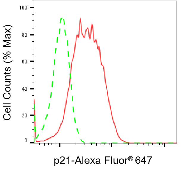 [KD Validated] Anti-CDKN1A Rabbit mAb [19L05S66]