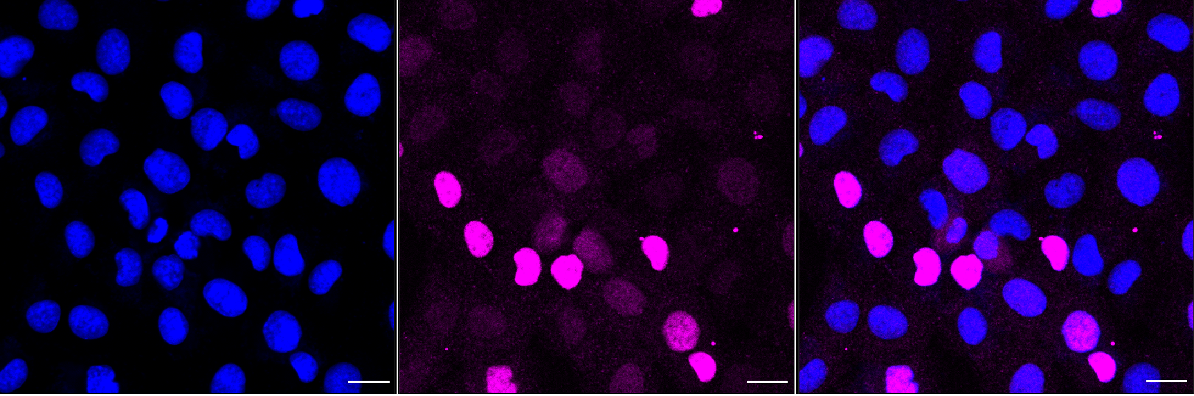 [KD Validated] Anti-CDKN1A Rabbit mAb [19L05S66]