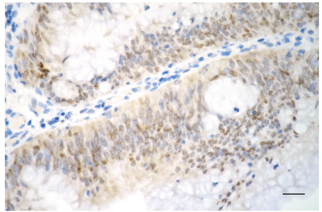 [KD Validated] Anti-CDKN1A Rabbit mAb [19L05S66]