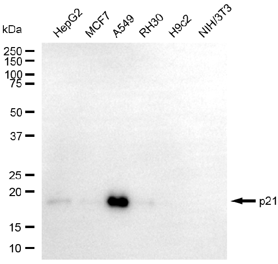 [KD Validated] Anti-CDKN1A Rabbit mAb [19L05S66]