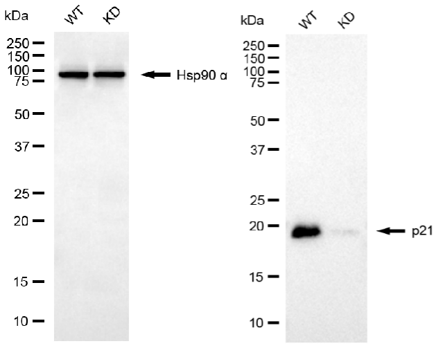 [KD Validated] Anti-CDKN1A Rabbit mAb [19L05S66]