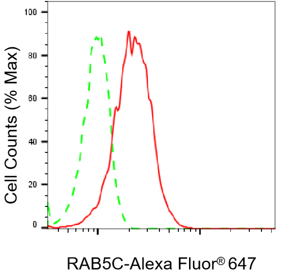 [KD Validated] Anti-RAB5C Rabbit mAb [40C02C22]