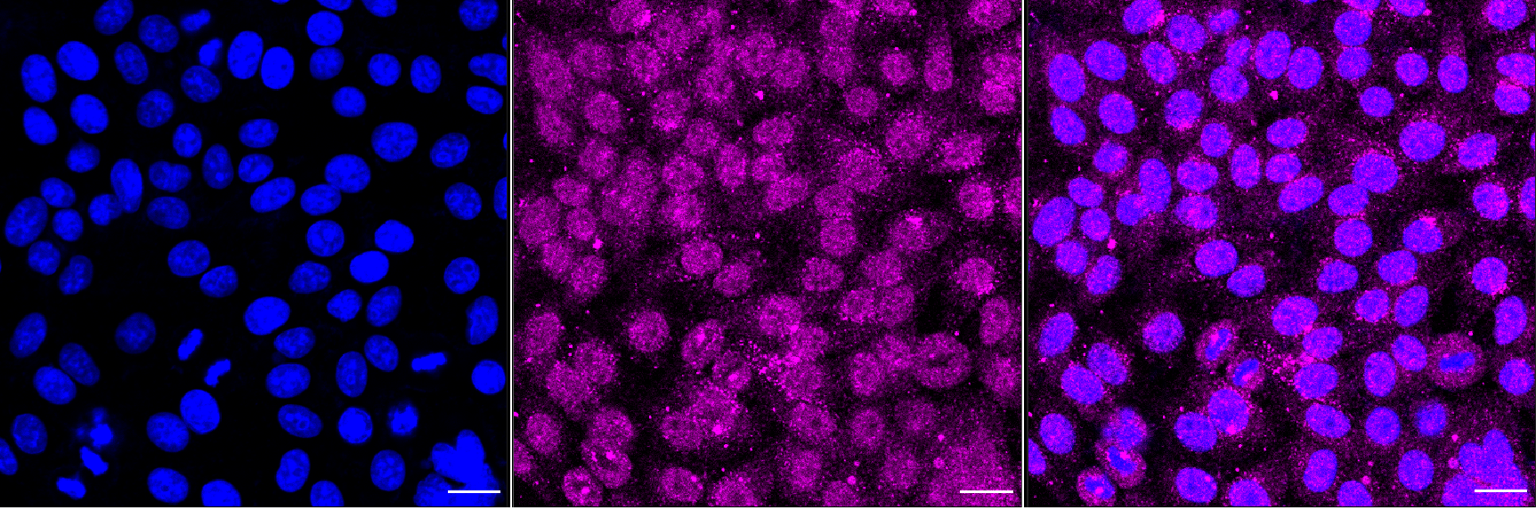 [KD Validated] Anti-RAB5C Rabbit mAb [40C02C22]