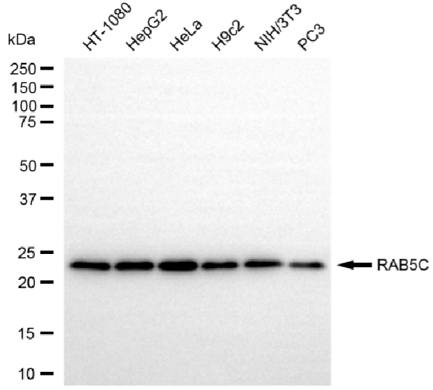 [KD Validated] Anti-RAB5C Rabbit mAb [40C02C22]