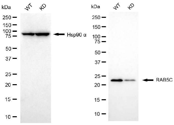 [KD Validated] Anti-RAB5C Rabbit mAb [40C02C22]