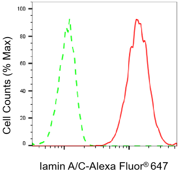 [KD Validated] Anti-LMNA Rabbit mAb [36F37G74]