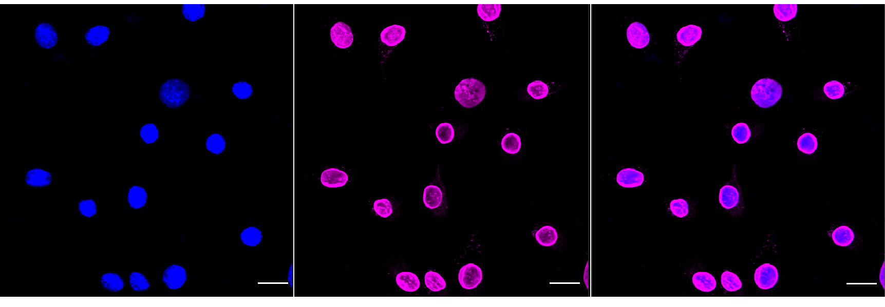 [KD Validated] Anti-LMNA Rabbit mAb [36F37G74]