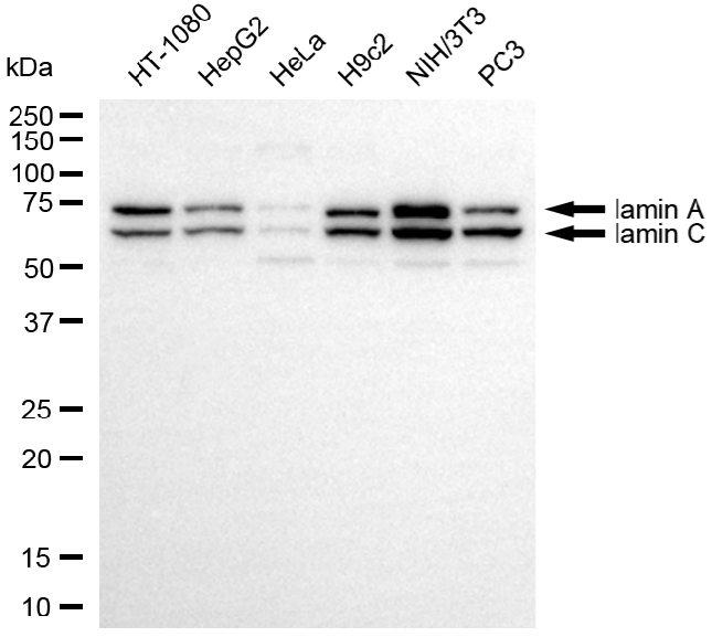 [KD Validated] Anti-LMNA Rabbit mAb [36F37G74]