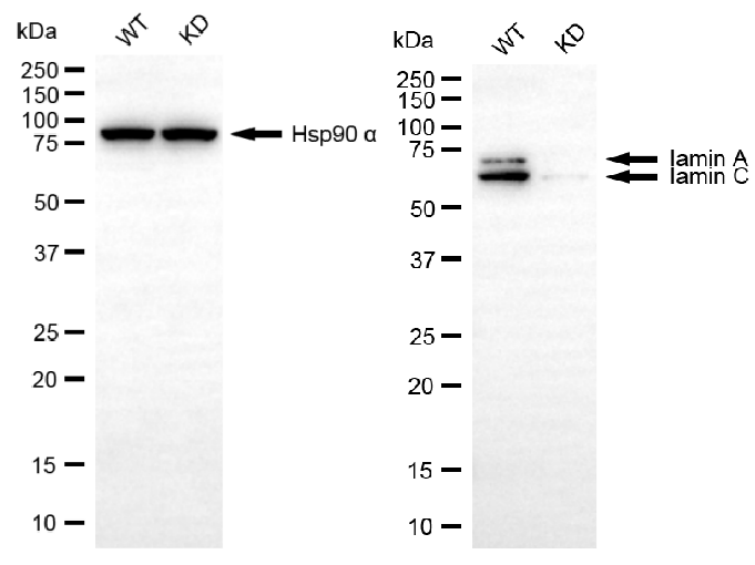 [KD Validated] Anti-LMNA Rabbit mAb [36F37G74]