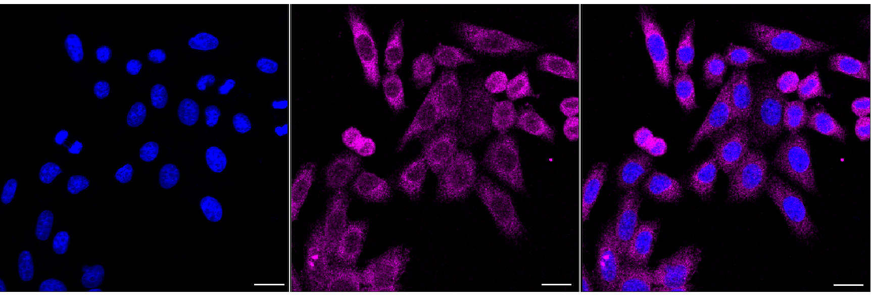 [KD Validated] Anti-EIF4E Rabbit mAb [37S02A12]
