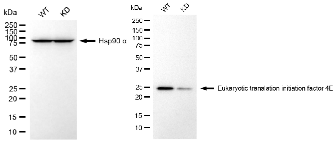 [KD Validated] Anti-EIF4E Rabbit mAb [37S02A12]
