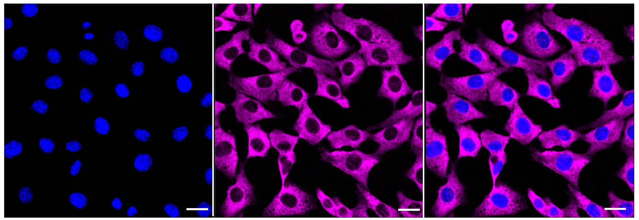 [KD Validated] Anti-eIF4B Rabbit mAb [22S68K63]