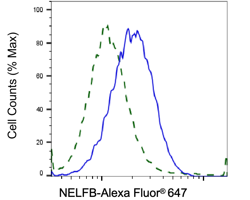 [KD Validated] Anti-NELFB Rabbit mAb [66Q79L79]