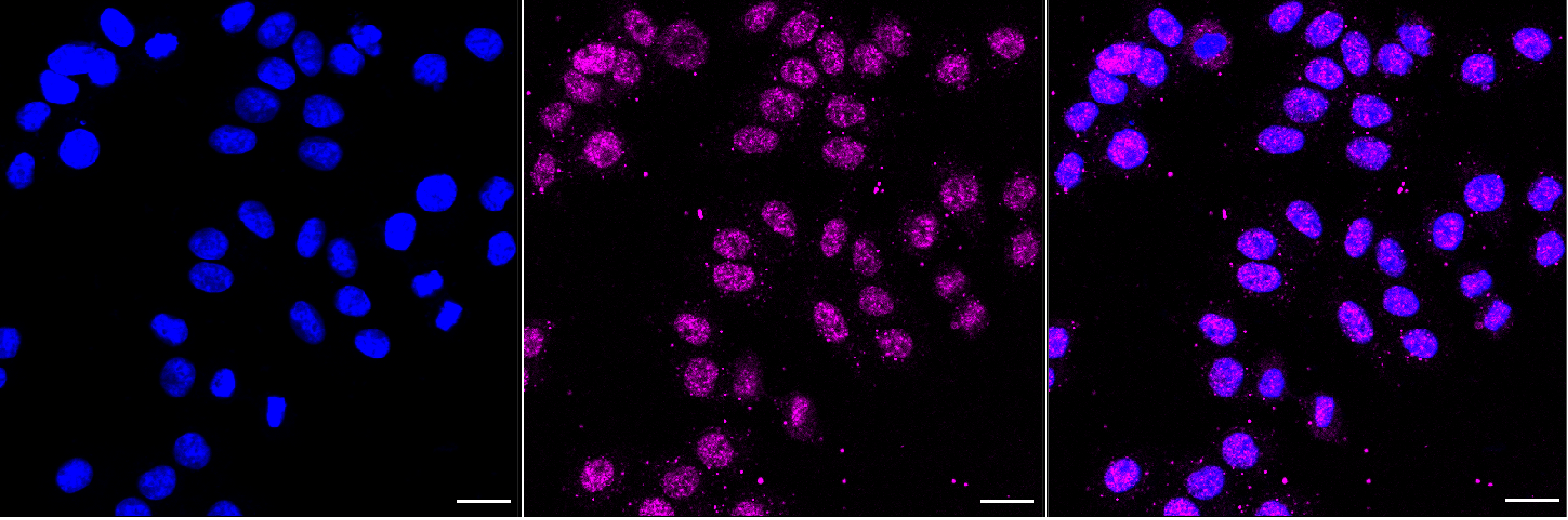 [KD Validated] Anti-NELFB Rabbit mAb [66Q79L79]