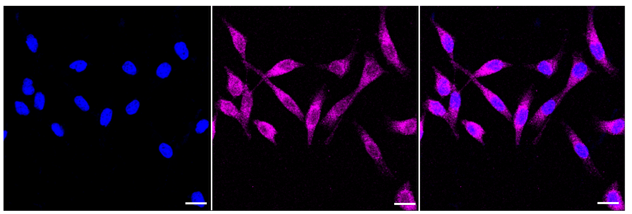 [KD Validated] Anti-AKT1S1 Rabbit mAb [29L58S87]