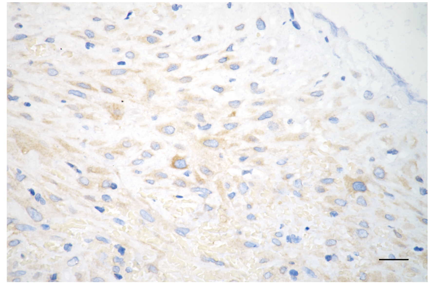 [KD Validated] Anti-AKT1S1 Rabbit mAb [29L58S87]